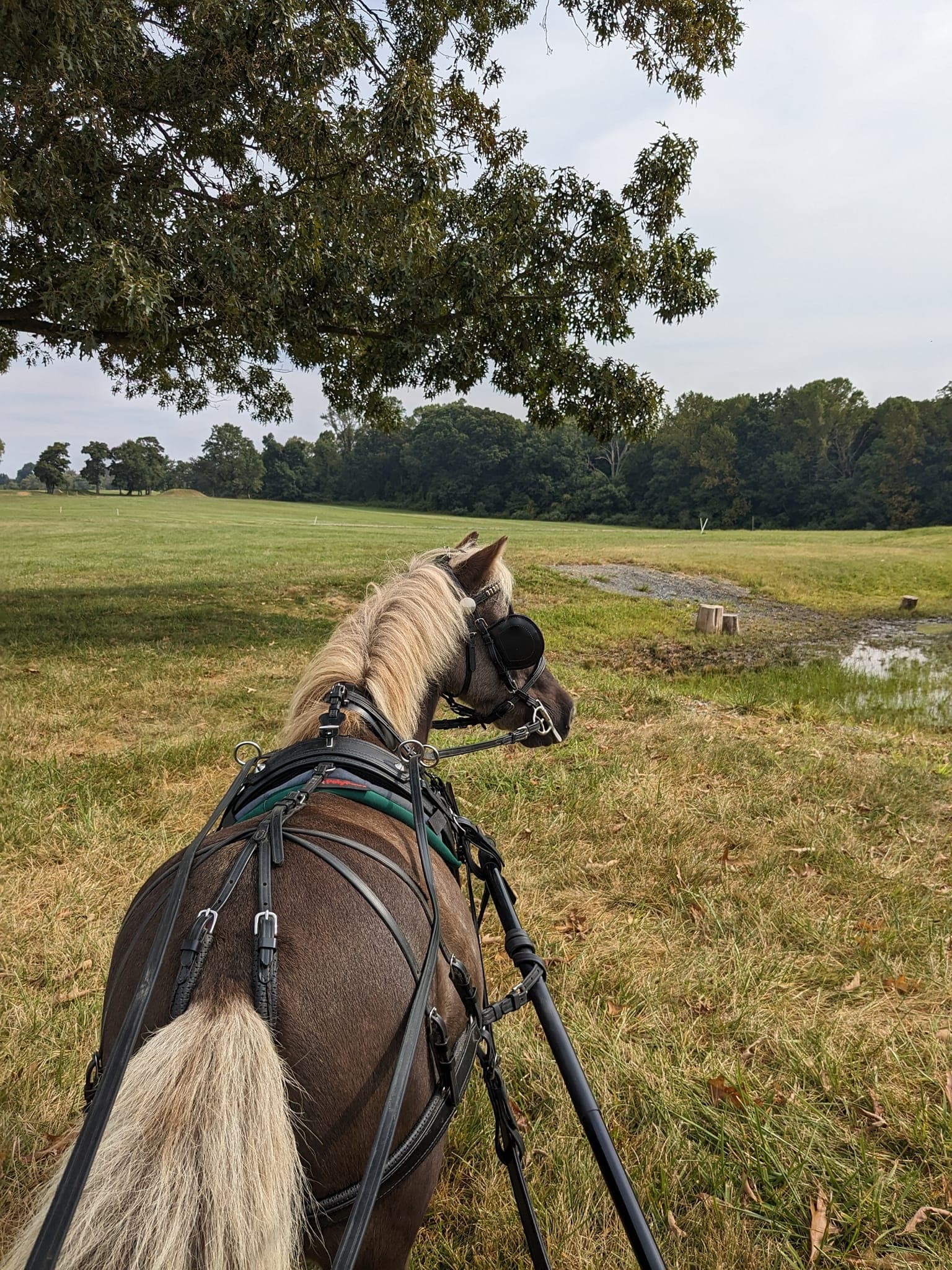 Horse-drawn carriage driving through grassy meadow near woods