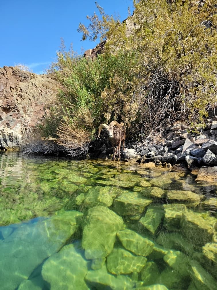Paddle The Rivers Edge in Willow Beach, Arizona