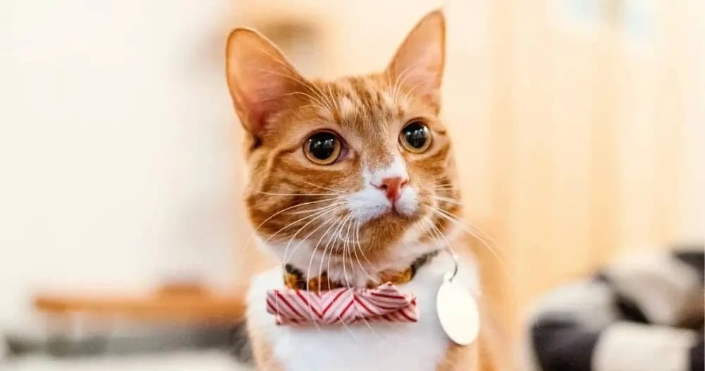30-Minute Cat Room Visit in Seattle: Cozy Rescue Cat Cafe Experience