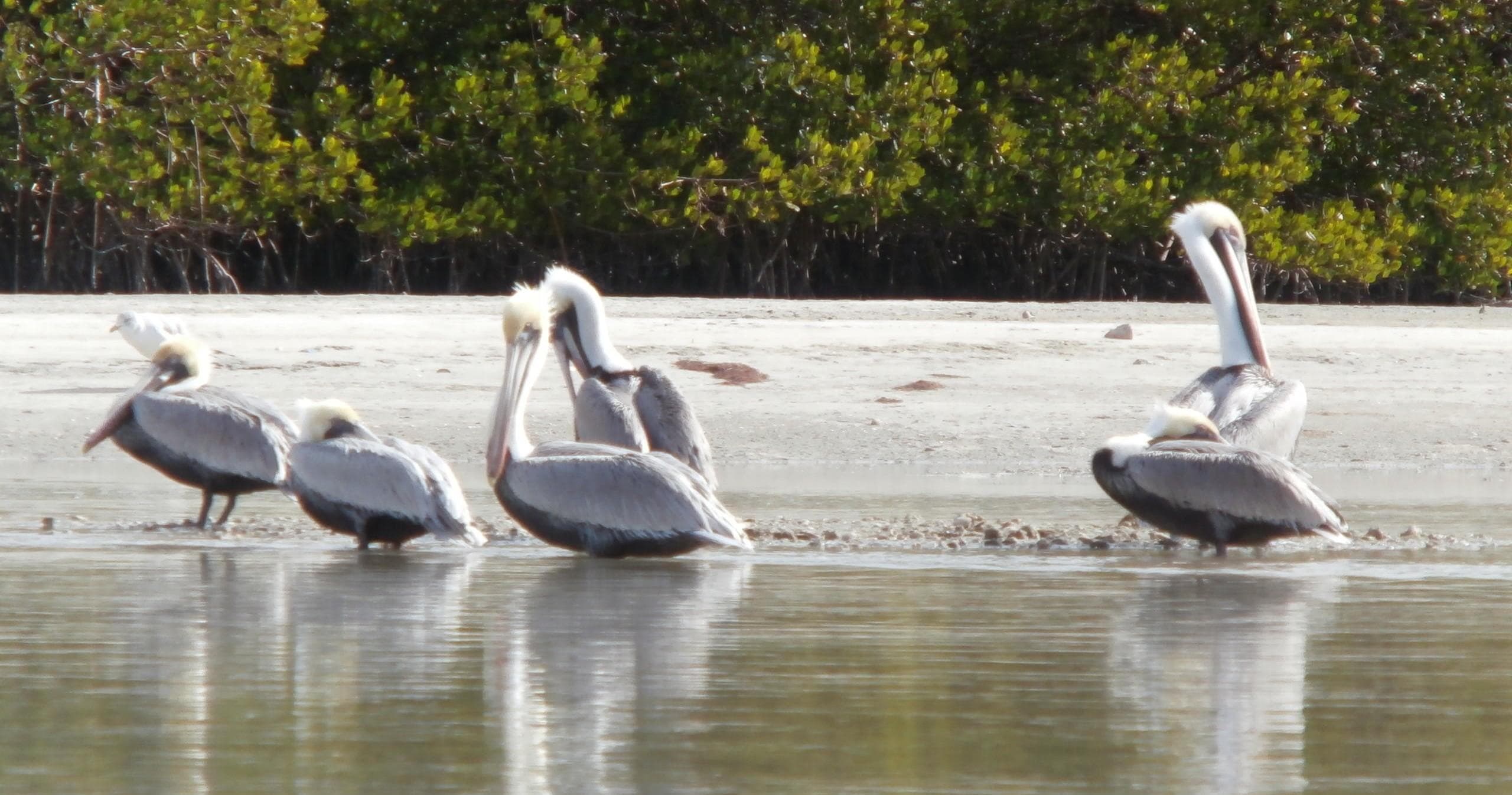 Kayak in San Carlos Park, Florida