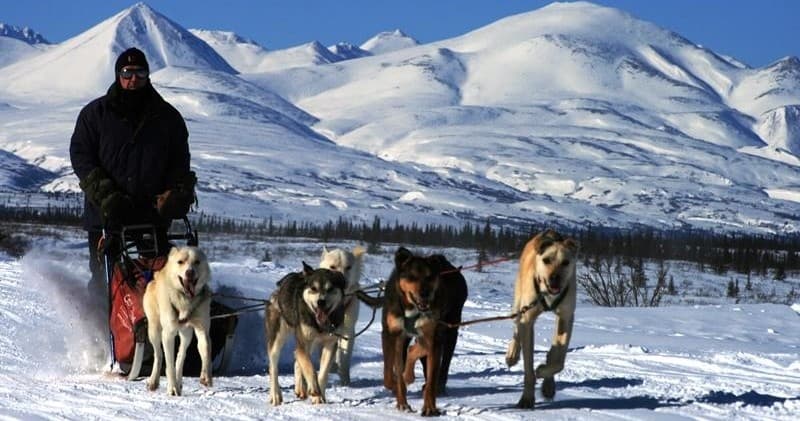 Dog Mushing in Fairbanks with Alaska Fishing and Rafting Adventures