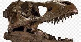 Dinosaur fossil skull on display at natural history museum exhibit