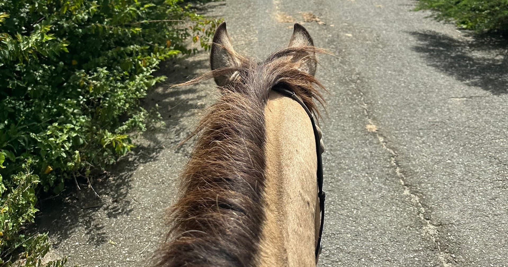 Horseback trail on paved country road, rural riding route