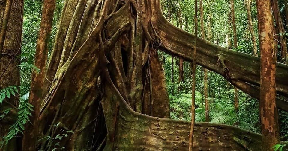 Dense tropical rainforest with strangler fig roots for jungle walks