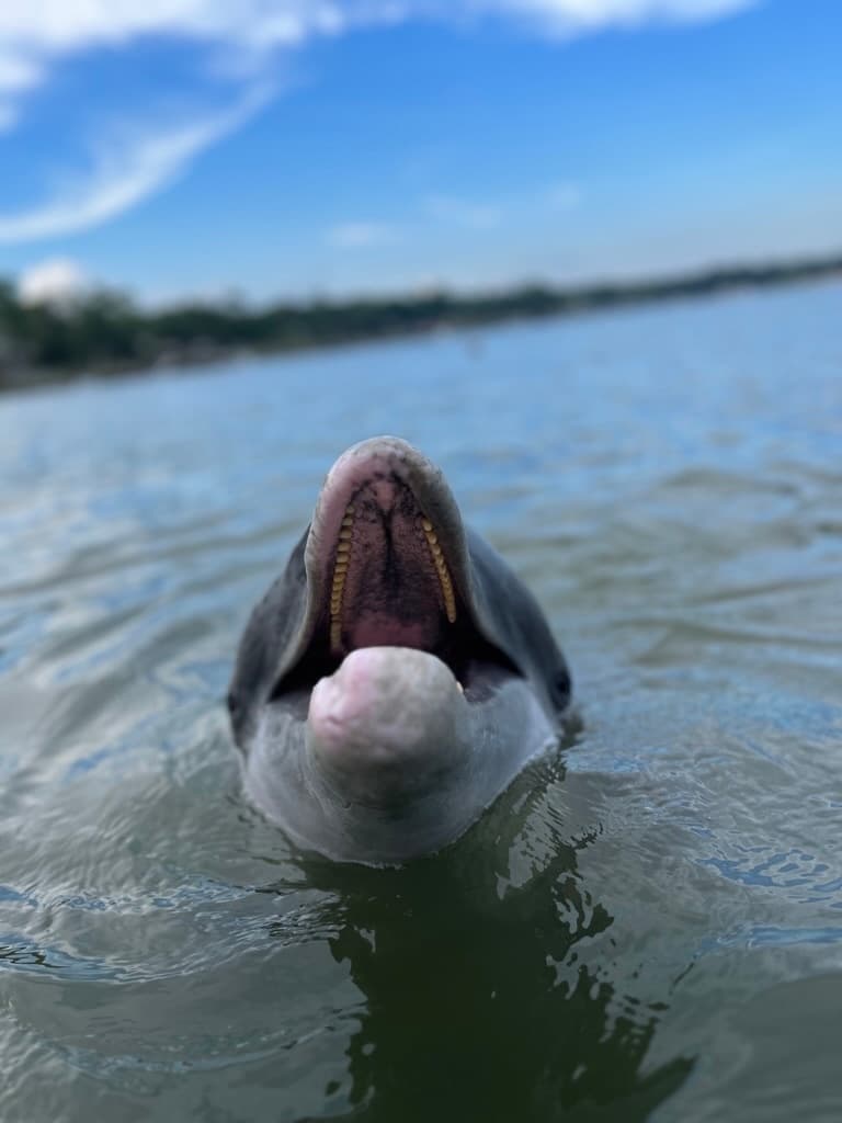Wildlife & Water: Private Dolphin Tour at Hilton Head