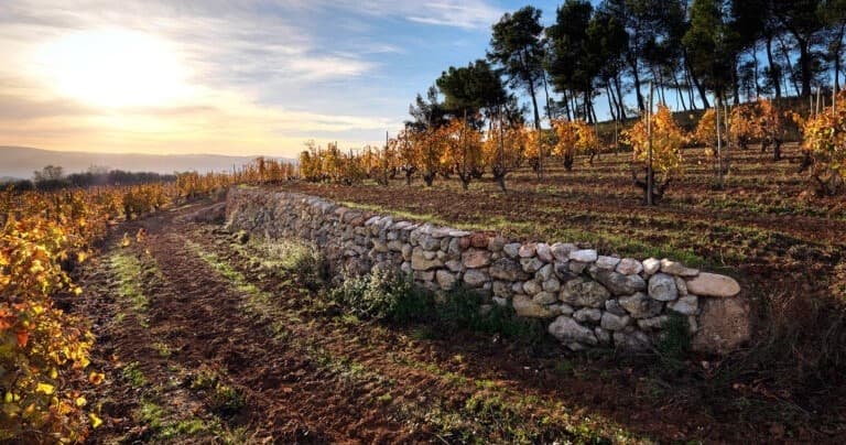 Cava Unique Experience: Corpinnat Cellars, Disgorgement & Catalan Lunch from Barcelona