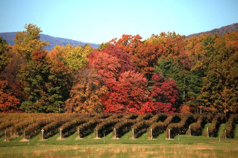 Grace Estate Winery fleet