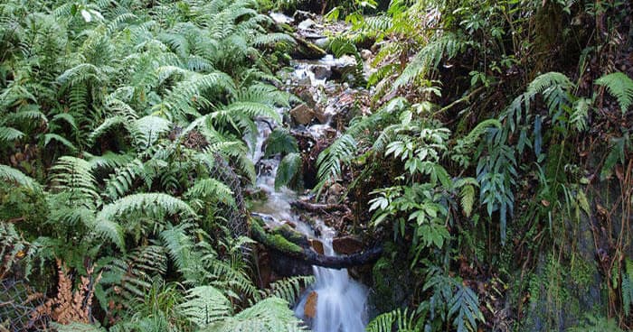 Forest ferns surrounding small cascading creek in shaded valley
