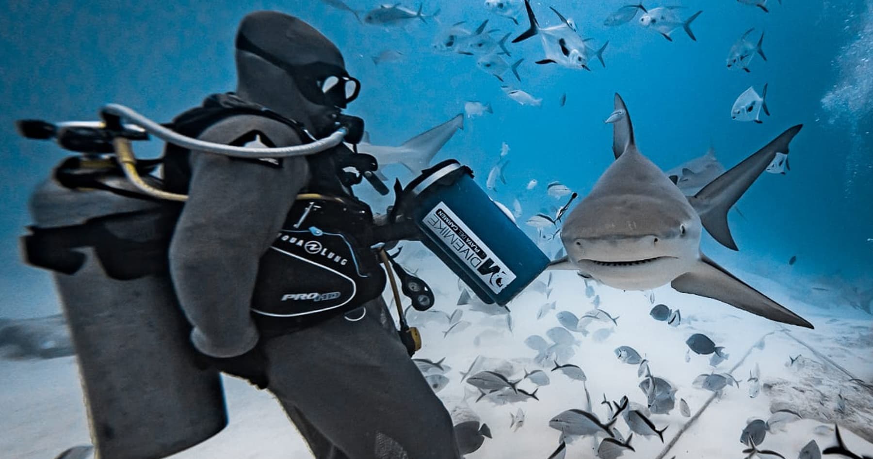 Face-to-Fin Bull Shark Encounter in Playa del Carmen photo 4