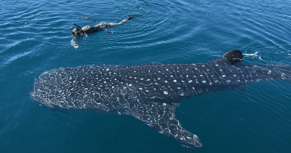 Private Whale Shark Adventure in La Paz, Baja California Sur