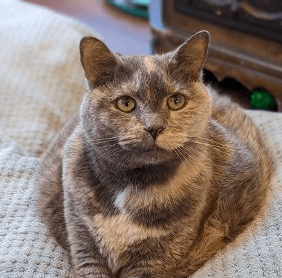 Wildlife & Cats Tour at Mount Purrnon Cat Cafe