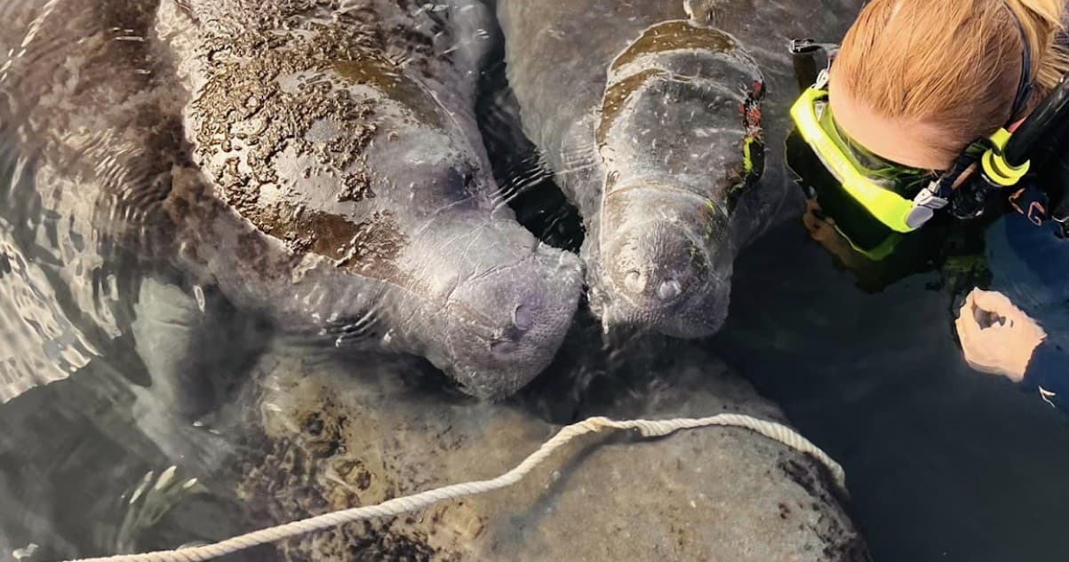 Manatee Encounter with Swim With Manatees in Homosassa