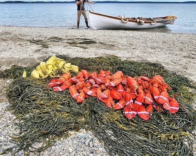 Lobsters, Sailing & Music Experience in Rockland, Maine