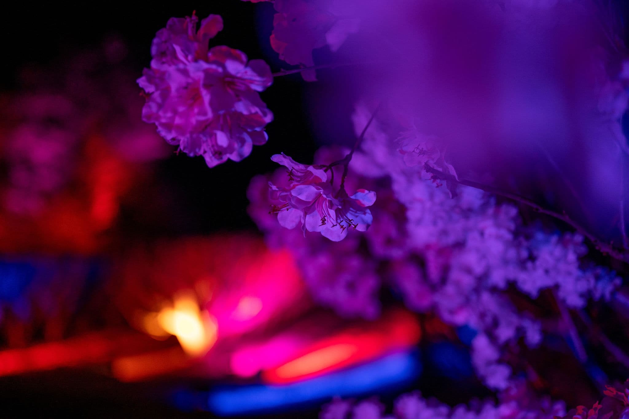 Blossom by Light at CherryHill Orchards in Victoria
