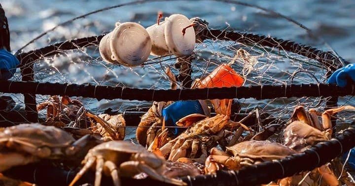 Dungeness Crab Fishing with Fish Berkeley on the Marin Coast