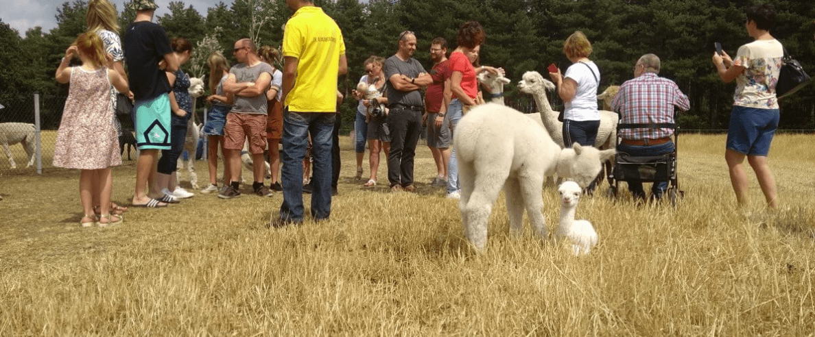 Group of visitors interacting with alpacas in sunlit meadow
