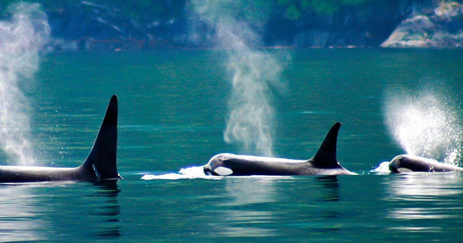 Orcas swimming and spouting in Alaskan coastal waters tour