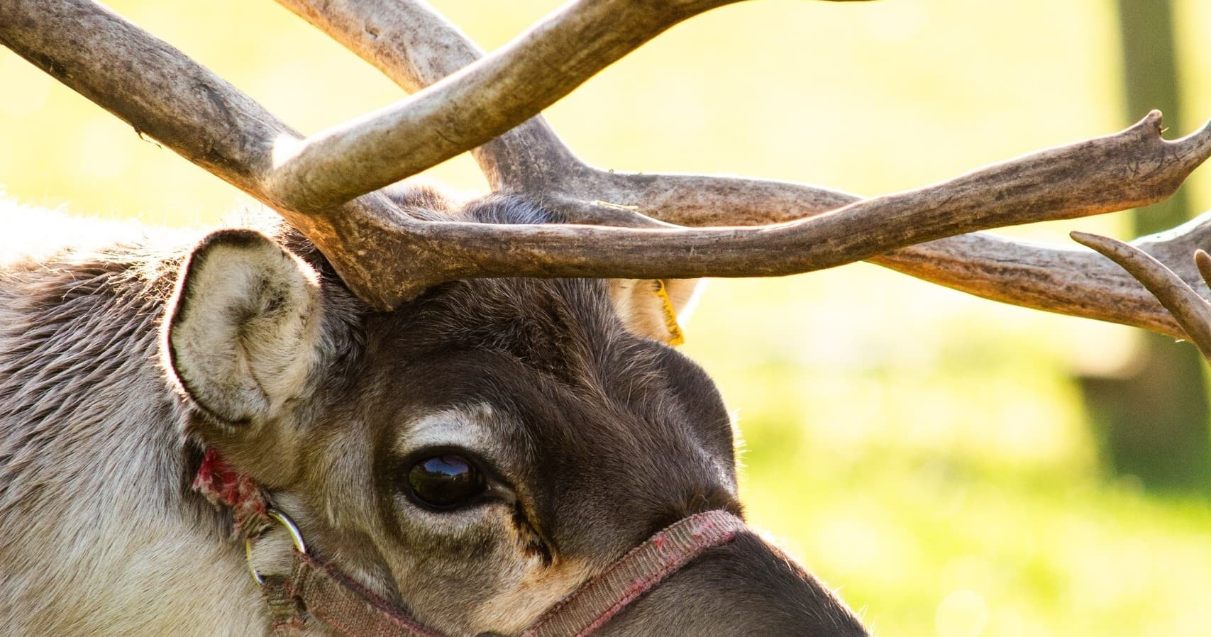 Boxing Day Reindeer Encounter at Somerset Reindeer Ranch near Yeovil