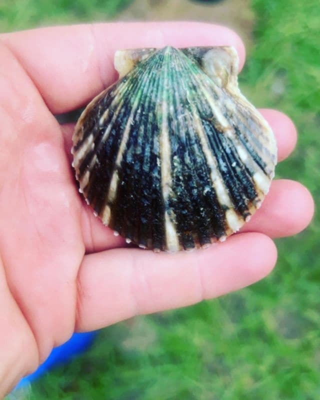 Scalloping Adventure with Green Leaf Fishing Charters in Crystal River