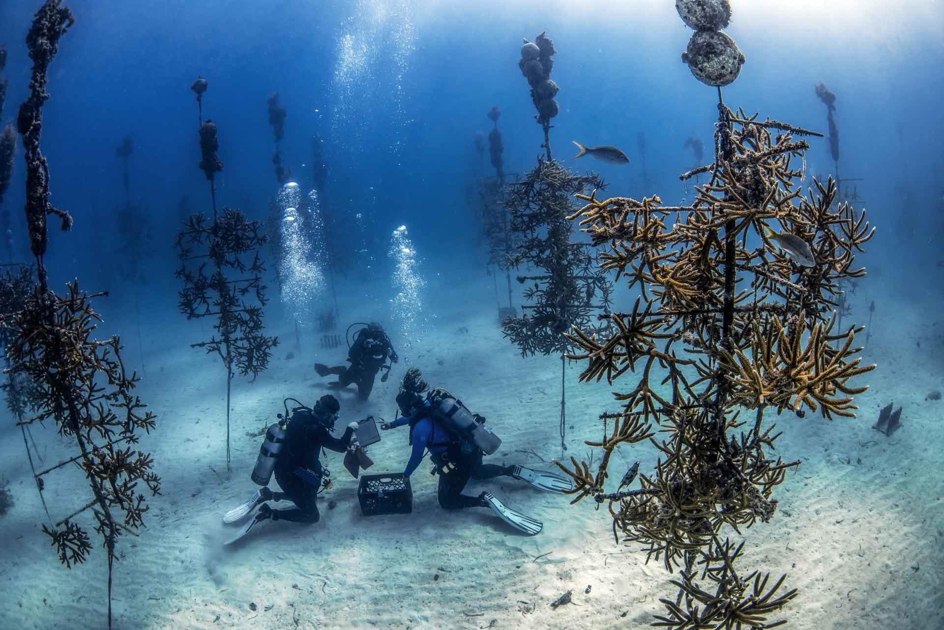 Divers restoring coral in shallow seabed with kelp forests
