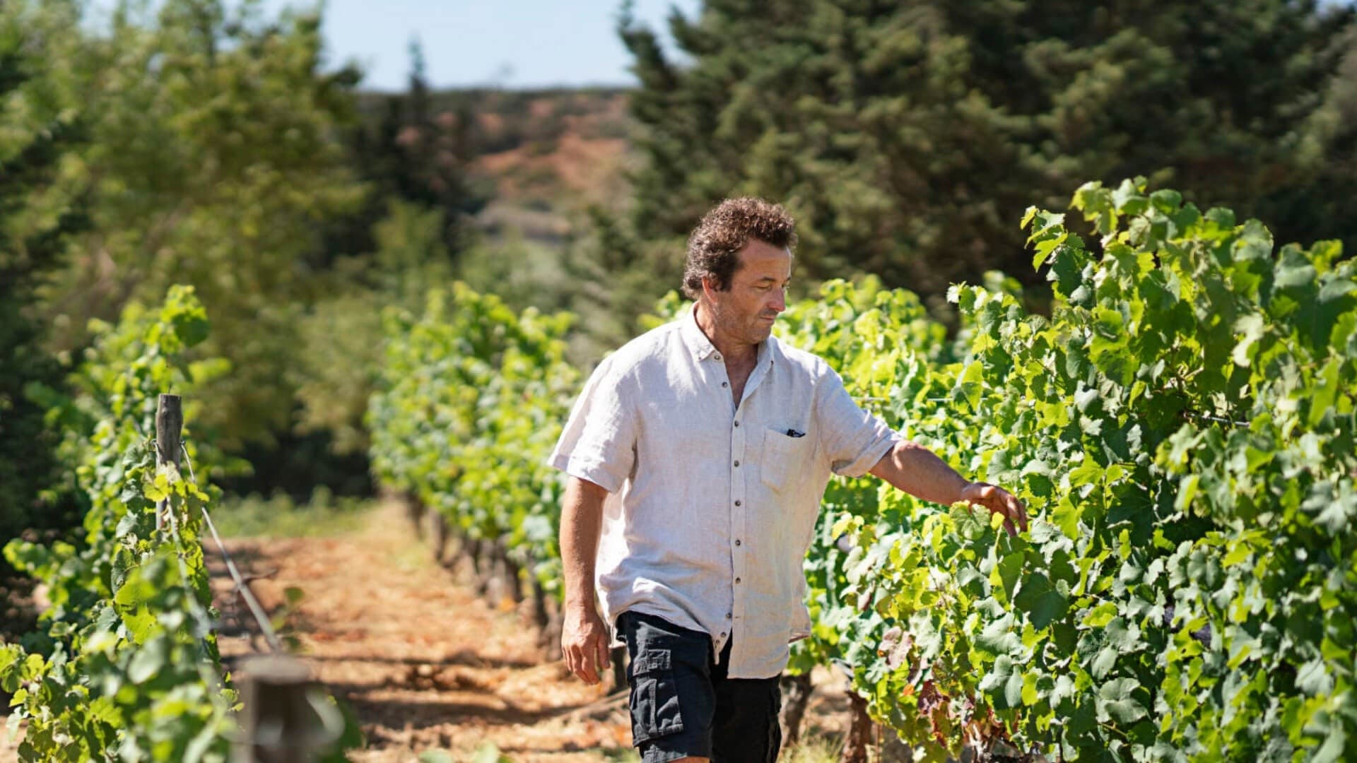 Sip-and-Learn Wine Tasting at Monte da Casteleja — Algarve Vineyard Experience photo 1