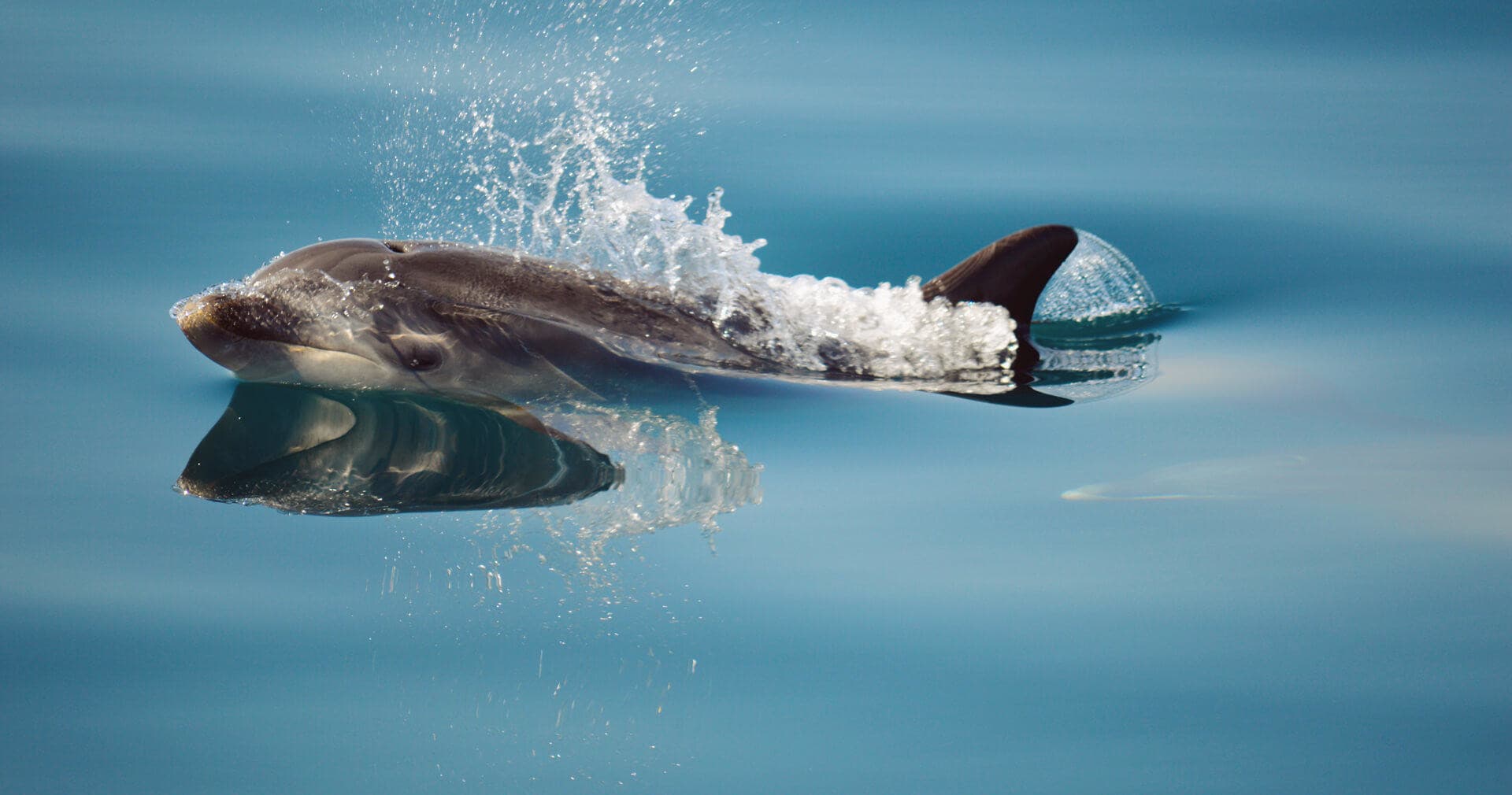 Wildlife & Water Activities with Dolphin Bay PT