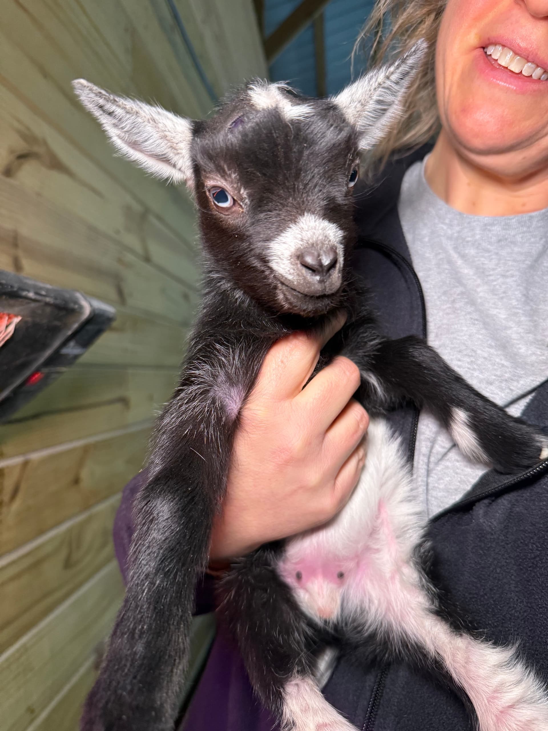 Playtime with Thistle: Up Close Baby Goat Encounters at Eagle Eye Farm