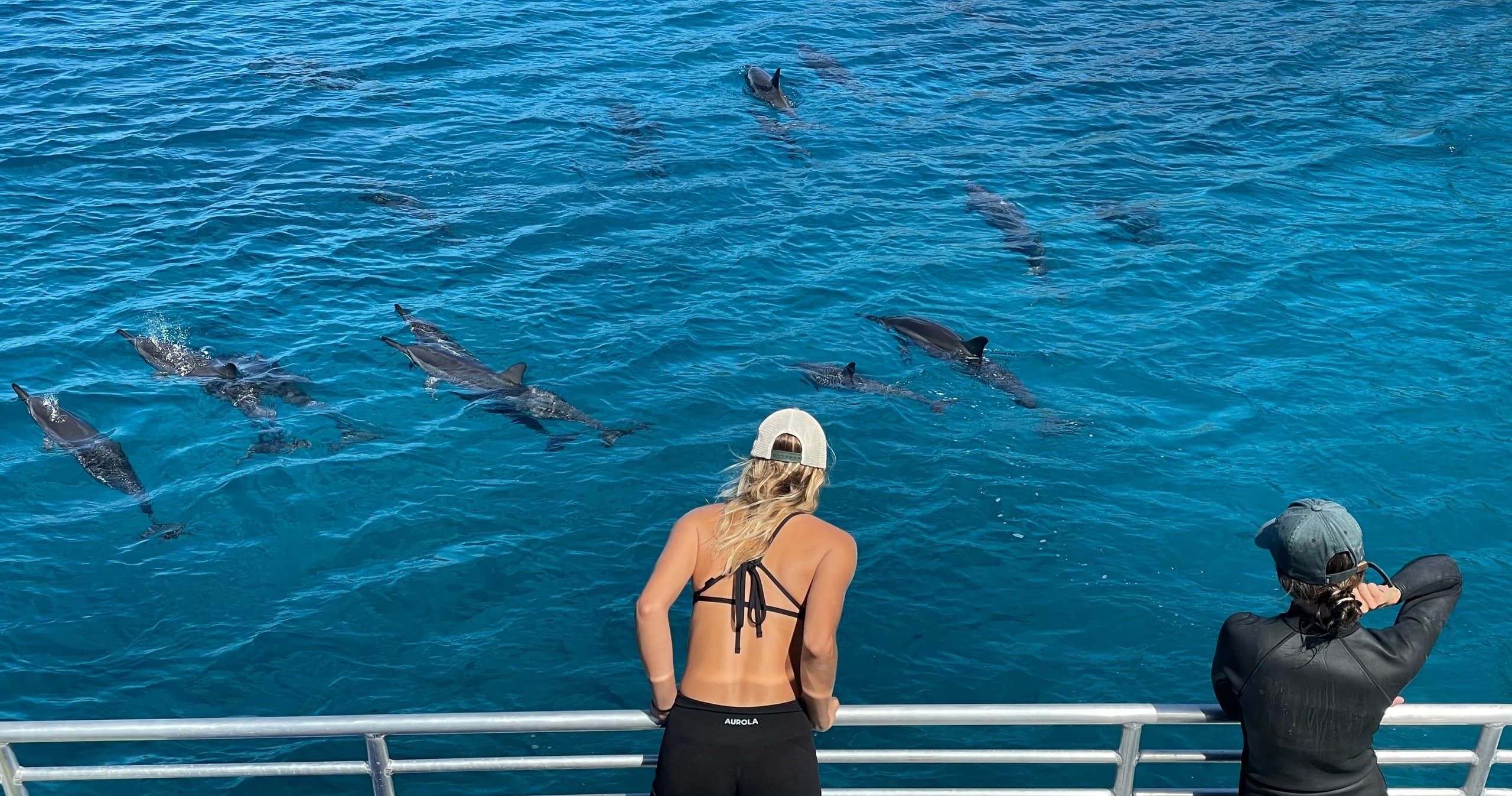 Catamaran Dolphin Watching & Snorkeling in Honolulu, Hawaii