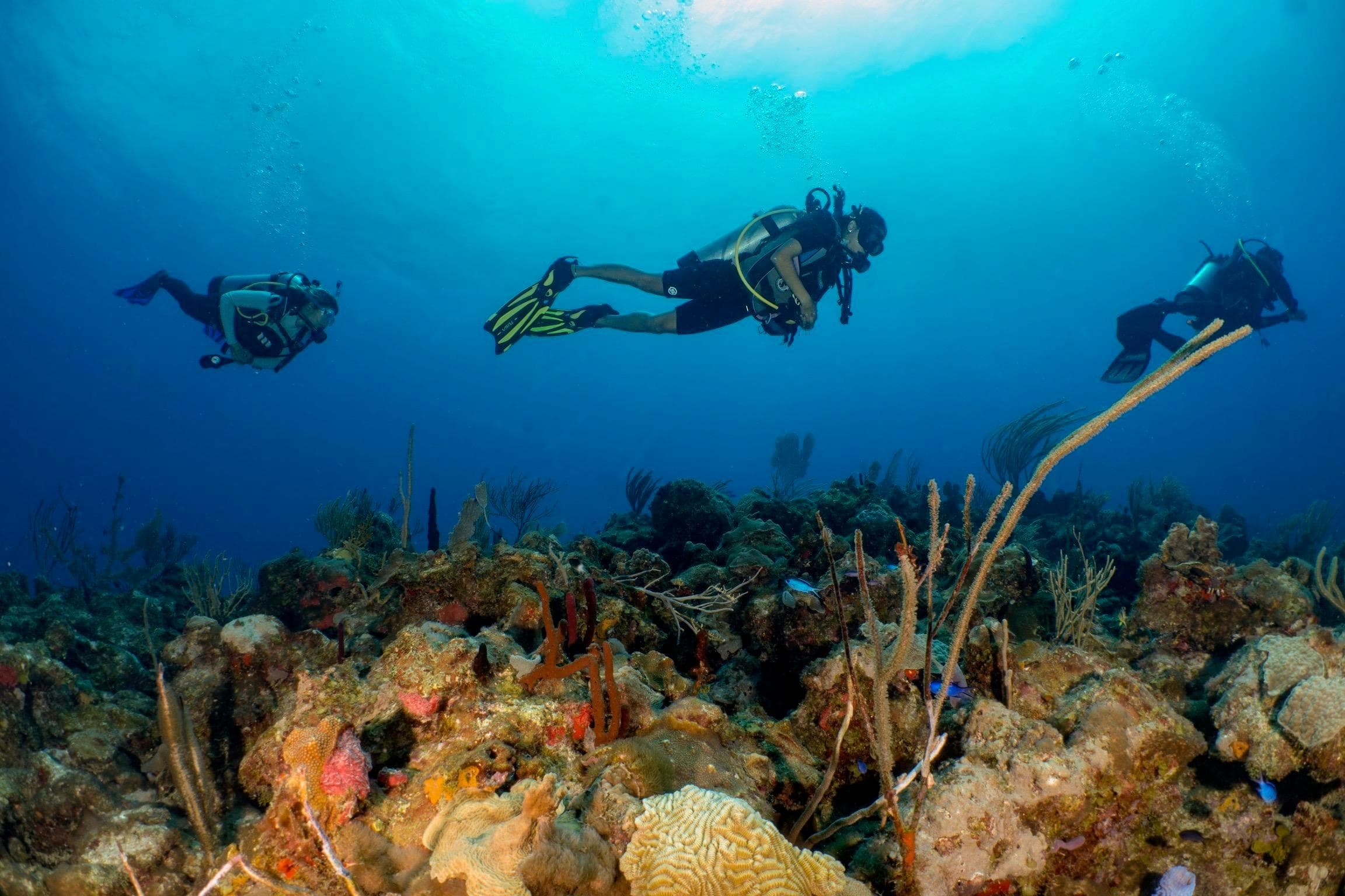 Culebra Reef Dive Excursion in Fajardo, Puerto Rico