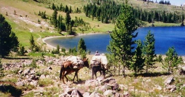 Packhorses grazing near alpine lake and pine forest on trail