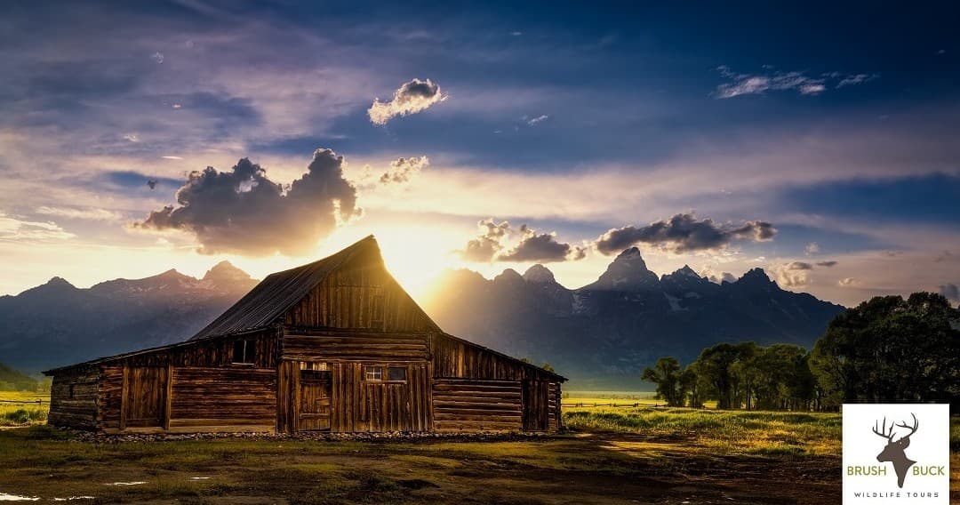 Wildlife Wildlife Tours in Grand Teton with BrushBuck Wildlife Tours
