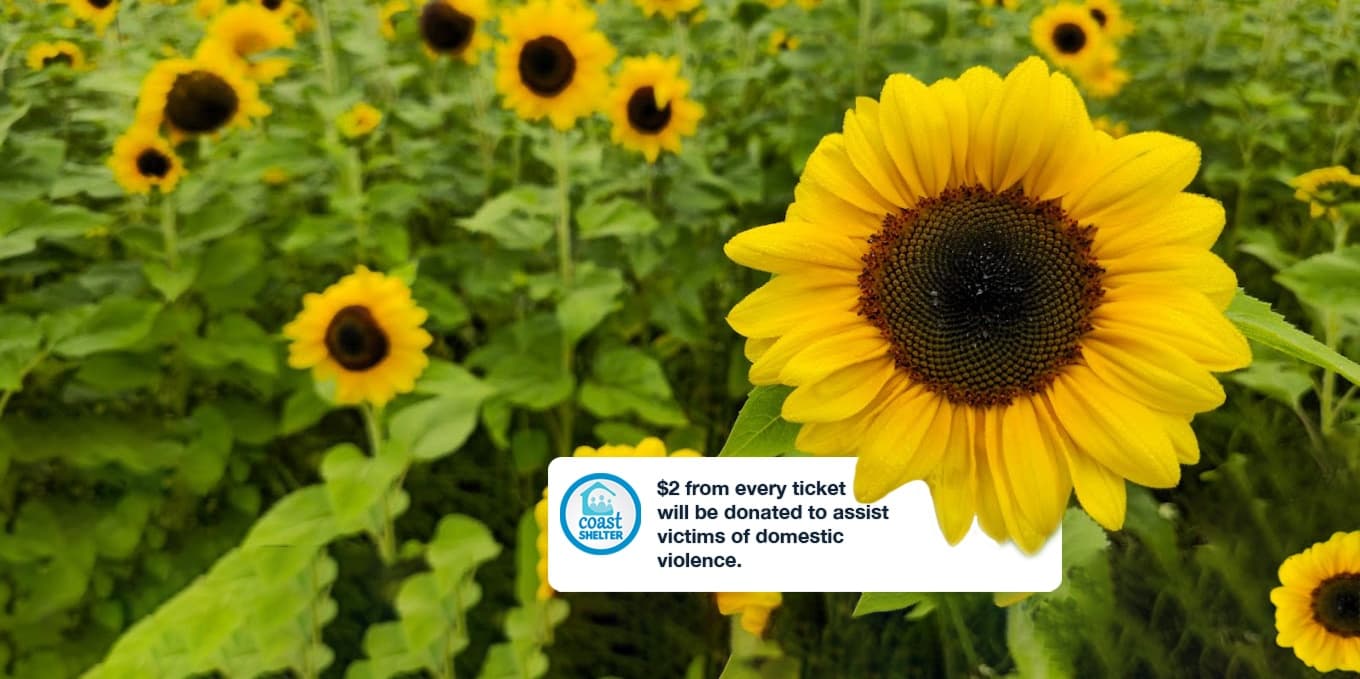 Pick Your Own Sunflowers at The Bloom Barn Farm