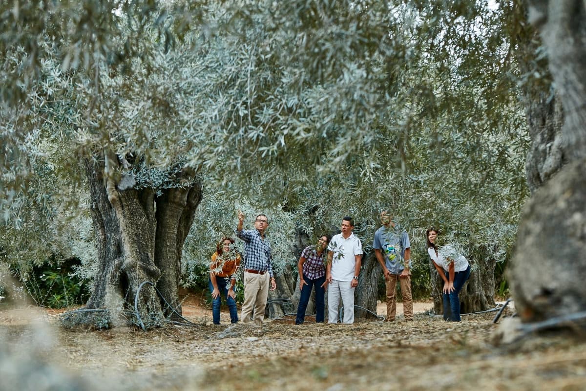 Olive Grove Tour & Picnic at Viveiros Monterosa