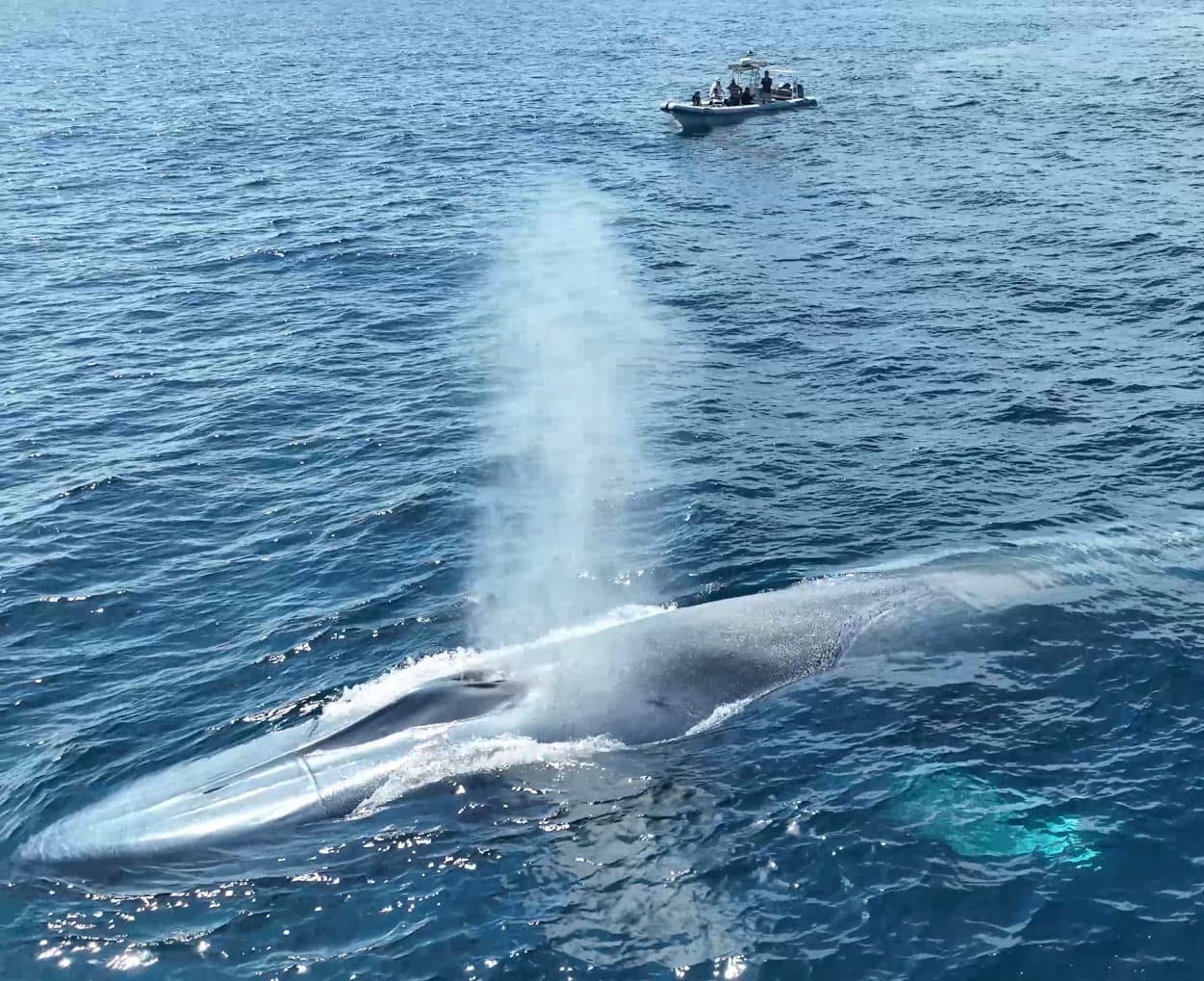 Premier Dolphin and Whale Adventure in Long Beach, CA