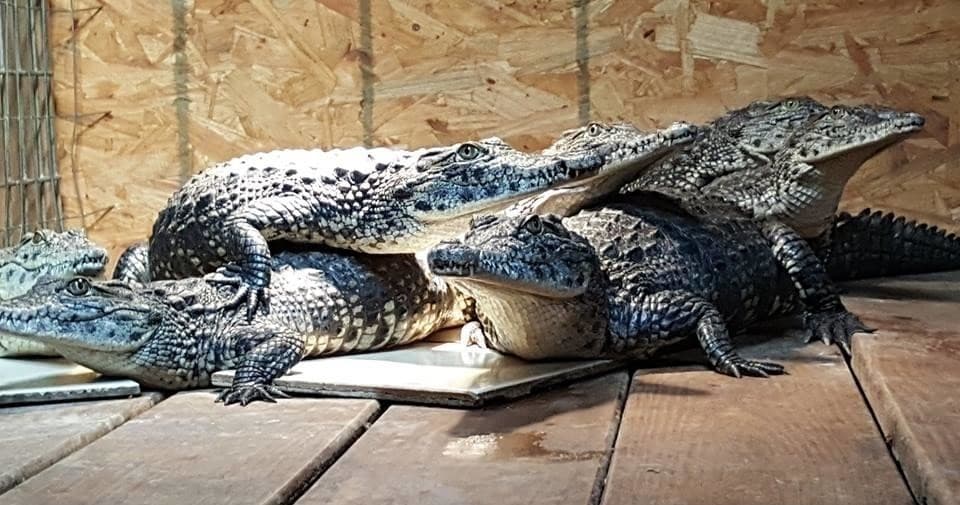Inside the Big Croc Tour: Houston's Premier Crocodilian Experience Near Angleton