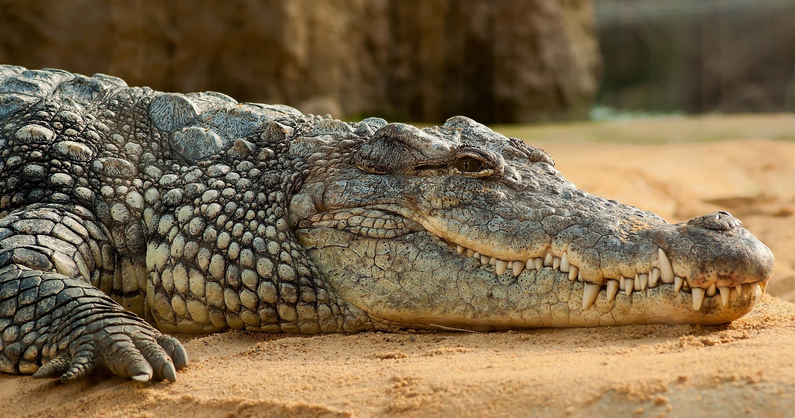 Crocodile resting on sandy bank in outdoor wildlife enclosure