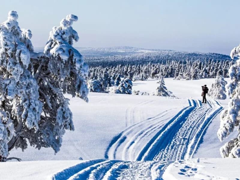 Inside Ranua Wildlife Park: 6-Hour Arctic Wildlife Day Trip from Rovaniemi