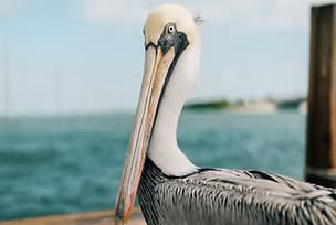 Water Activities & Sarasota Excursions LLC: Boat Adventure in Sarasota Bay
