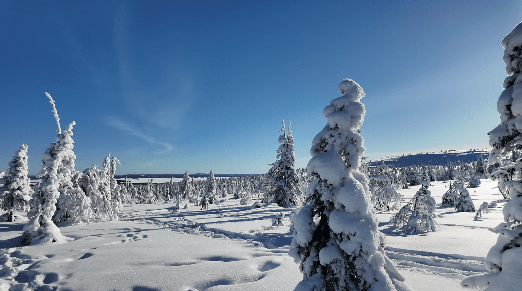 Snow-covered boreal forest landscape under a clear blue sky