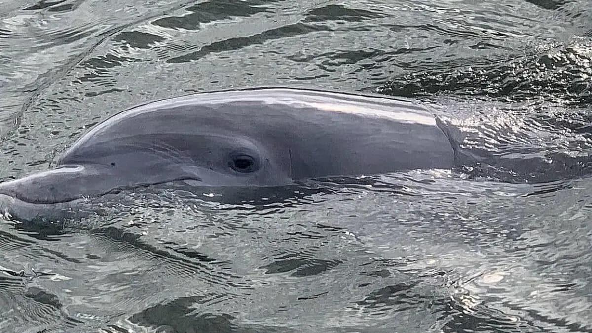 Extended Hilton Head Sunset Cruise: Dolphins, Daufuskie Island & Golden Hour photo 3