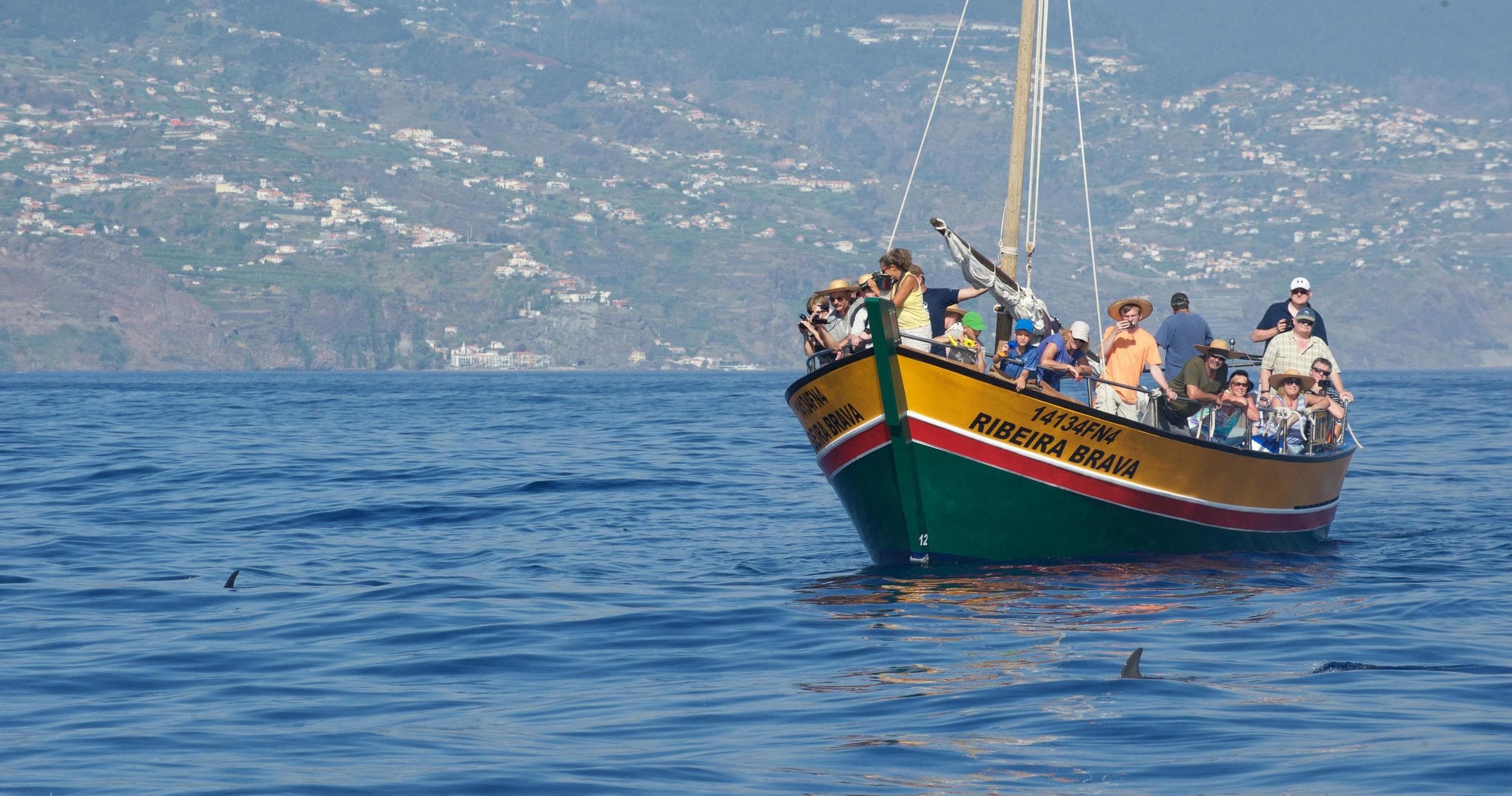 Whale Watching with Lobosonda Madeira in Porto de Recreio da Calheta