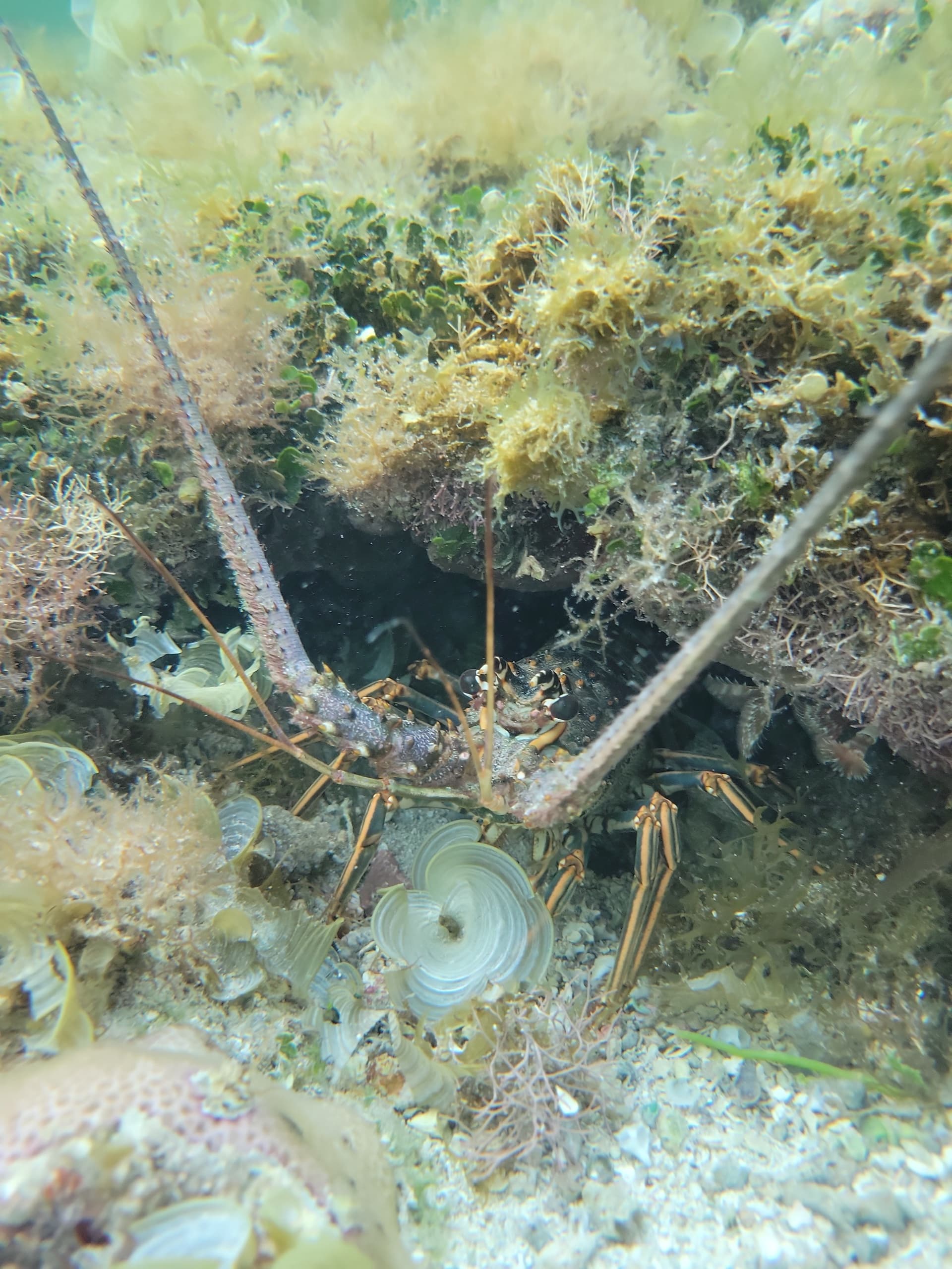 Spiny lobster hiding among reef algae and corals in shallow seafloor