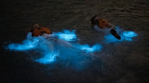 Sunset Swim in Bioluminescent Bay La Parguera, Puerto Rico