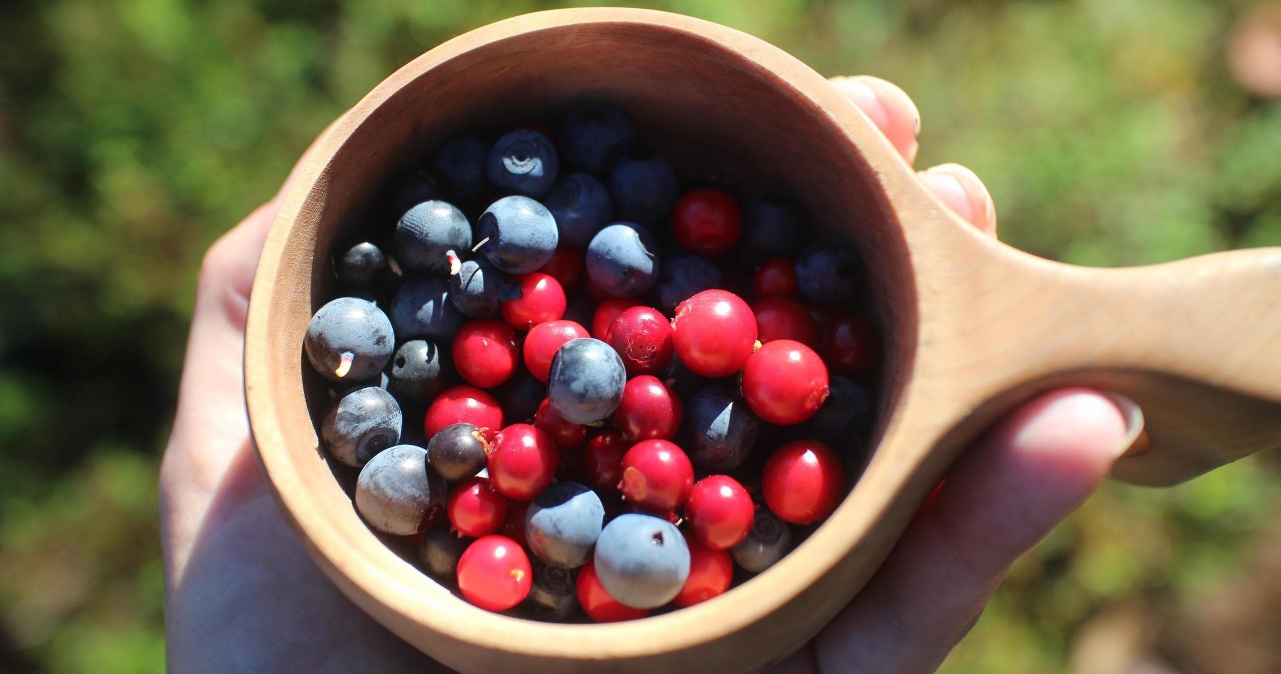 Foraging Adventures with Wilderness Hotel - Muotka in Sodankylä