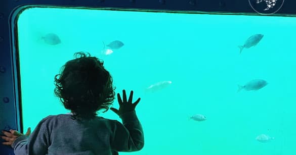 Marine Viewing Trips with Aquarama from Sesimbra