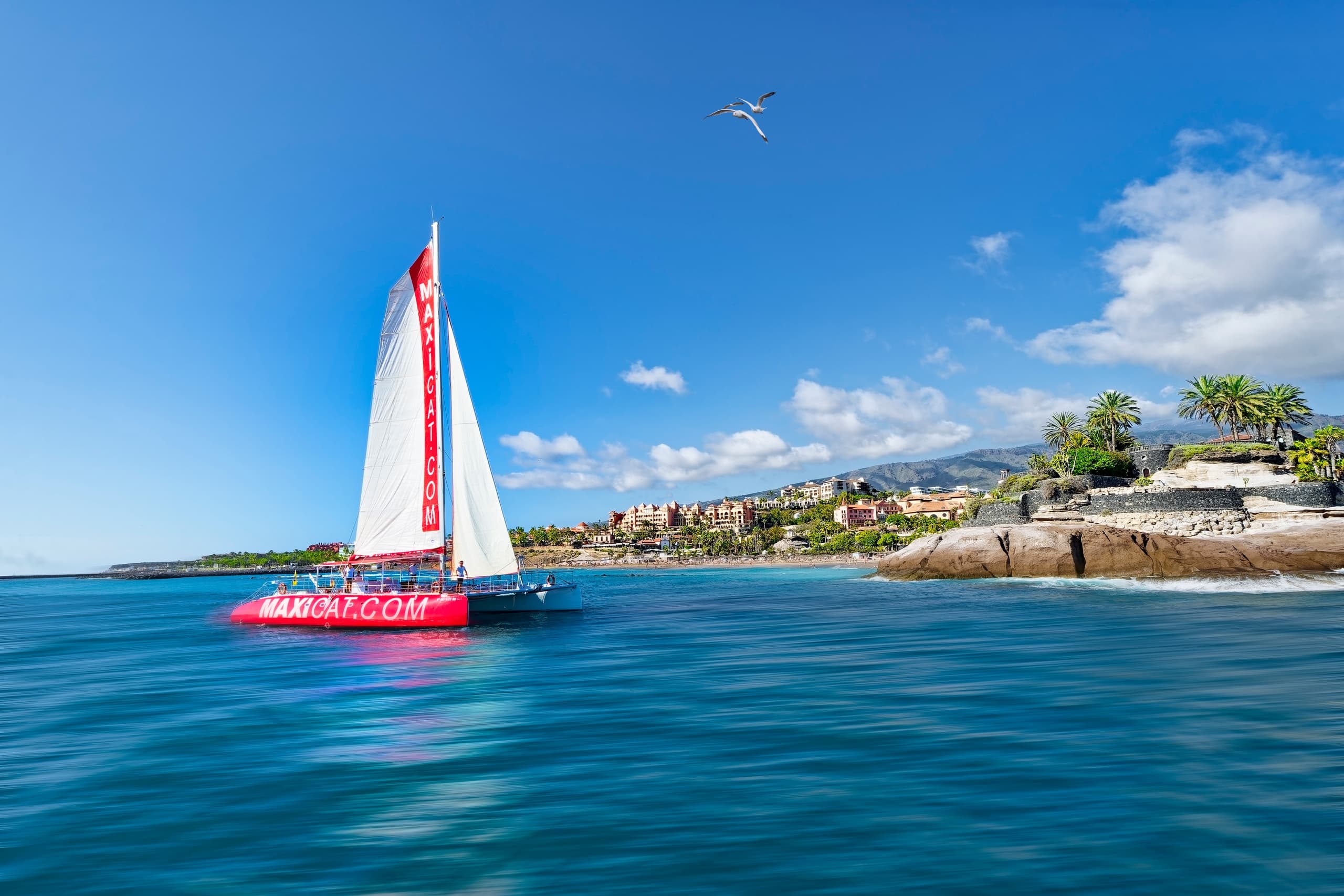 Whale Watching in Tenerife with MAXICAT Catamaran
