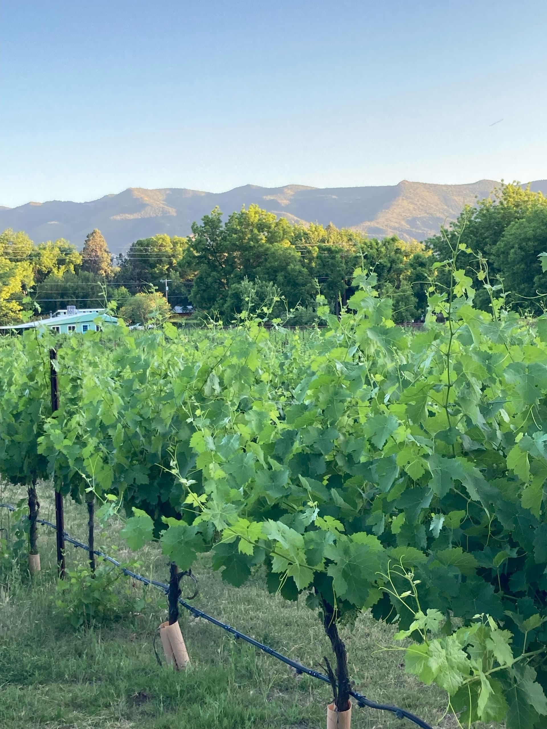 Verde Adventures’ River to Rosé Kayak & Wine Tasting