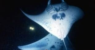 Water Activities & Wild Hawaii Ocean Adventures: Manta Ray Night Snorkeling