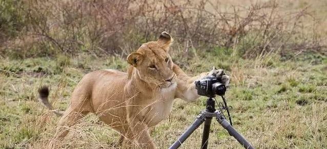 Master Nikon Cameras with Washington Photo Safari’s Virtual Zoom Safari