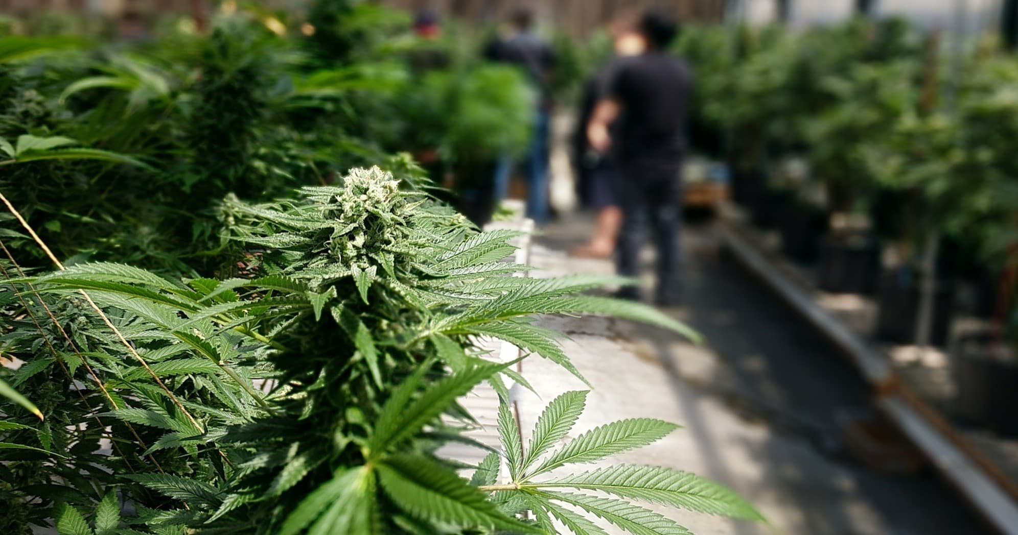 Cannabis cultivation rows in outdoor nursery greenhouse